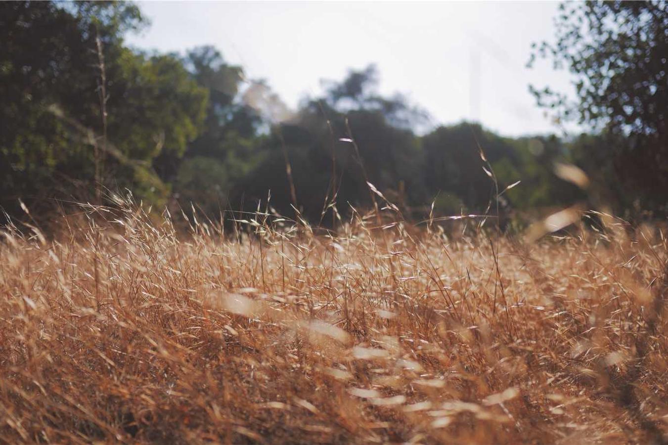 Saepe illum sint praesentium voluptas expedita et